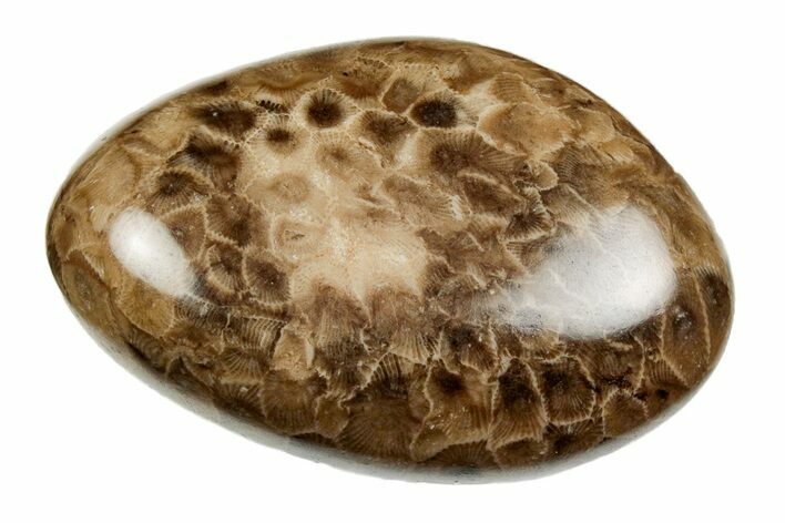 Polished Petoskey Stone (Fossil Coral) - Michigan #197442